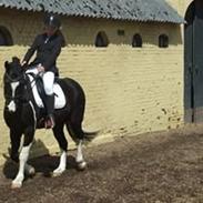 Pinto zafir (himmelhest)