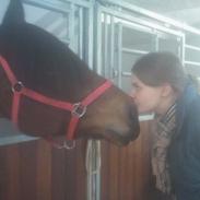 Nordsvensk Skovhest Baronessa