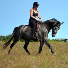 Anden særlig race Olander af Bakkegården