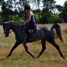 Anden særlig race Olander af Bakkegården