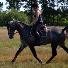Anden særlig race Olander af Bakkegården