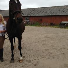 Anden særlig race Rachila