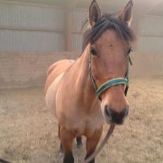 Anden særlig race Naja