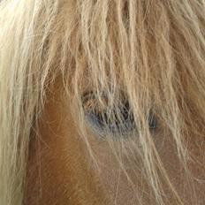 Islænder Magni fra Theilgaarden