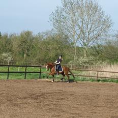 Tysk Sportspony New Tabasco B-pony