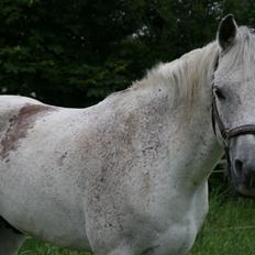 Anden særlig race Amadeus