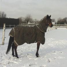 DSP Damgårdens Nexus