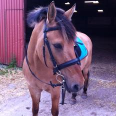 Anden særlig race Balder *Altid Elsket*