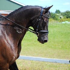 Trakehner V-Power Horsebo