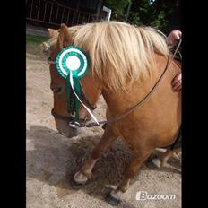 Shetlænder Langesminde's Peter