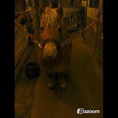 Shetlænder Langesminde's Peter