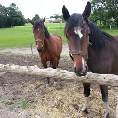 Anden særlig race sakira