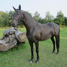 Dansk Varmblod Feodora Khan