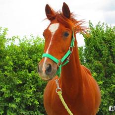 Hollandsk Sportspony *Joe* "Drømmeponyen!!":-*