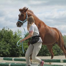 Hollandsk Sportspony *Joe* "Drømmeponyen!!":-*