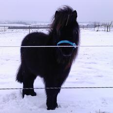 Anden særlig race Im The Peanut *Nutte*