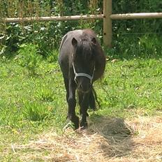 Anden særlig race Im The Peanut *Nutte*