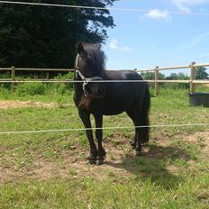 Anden særlig race Im The Peanut *Nutte*