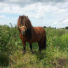 Shetlænder Zorro
