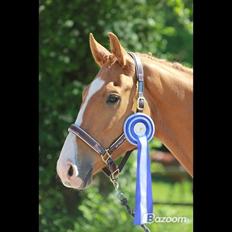 Dansk Varmblod Vestergårdens Zackvill