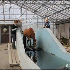 Dansk Varmblod Vestergårdens Zackvill