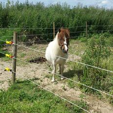 Shetlænder Mr. Blue Destiny