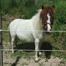 Shetlænder Mr. Blue Destiny