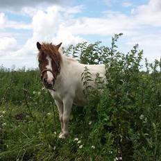 Shetlænder Mr. Blue Destiny
