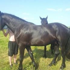 Frieser hasse krongaard