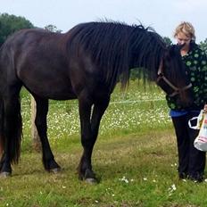 Frieser hasse krongaard