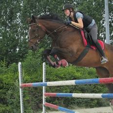 Dansk Varmblod - Adventure C.