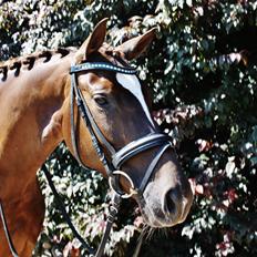 Trakehner Protein Firfod