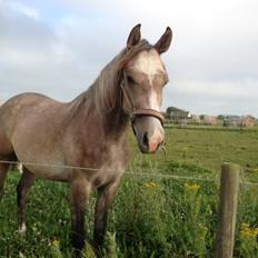 Anden særlig race Obi C Kawo