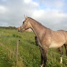 Anden særlig race Obi C Kawo
