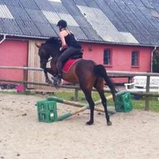 Dansk Varmblod Kastaniegårdens Nivea