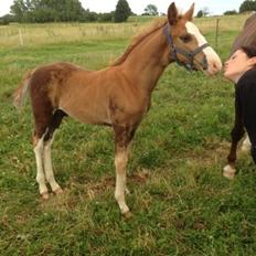 Anden særlig race Vandløbsgaardens Chili-Shakealot