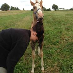 Anden særlig race Vandløbsgaardens Chili-Shakealot
