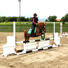 Welsh Partbred (Sec F) Valbjerggaard`s Casiopaia