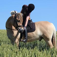 Fjordhest Campari aka. Nullergøjser<3