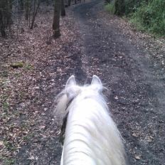 Anden særlig race Troldebo´s Bella