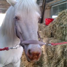 Anden særlig race Troldebo´s Bella