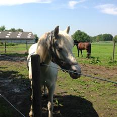 Anden særlig race Troldebo´s Bella
