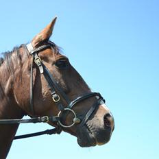 DSP The Longest Day (Long)