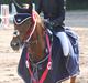 Tysk Sportspony Drambuie 9 *B-Pony*