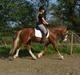 Welsh Cob (sec D) Zonneweide Ransom