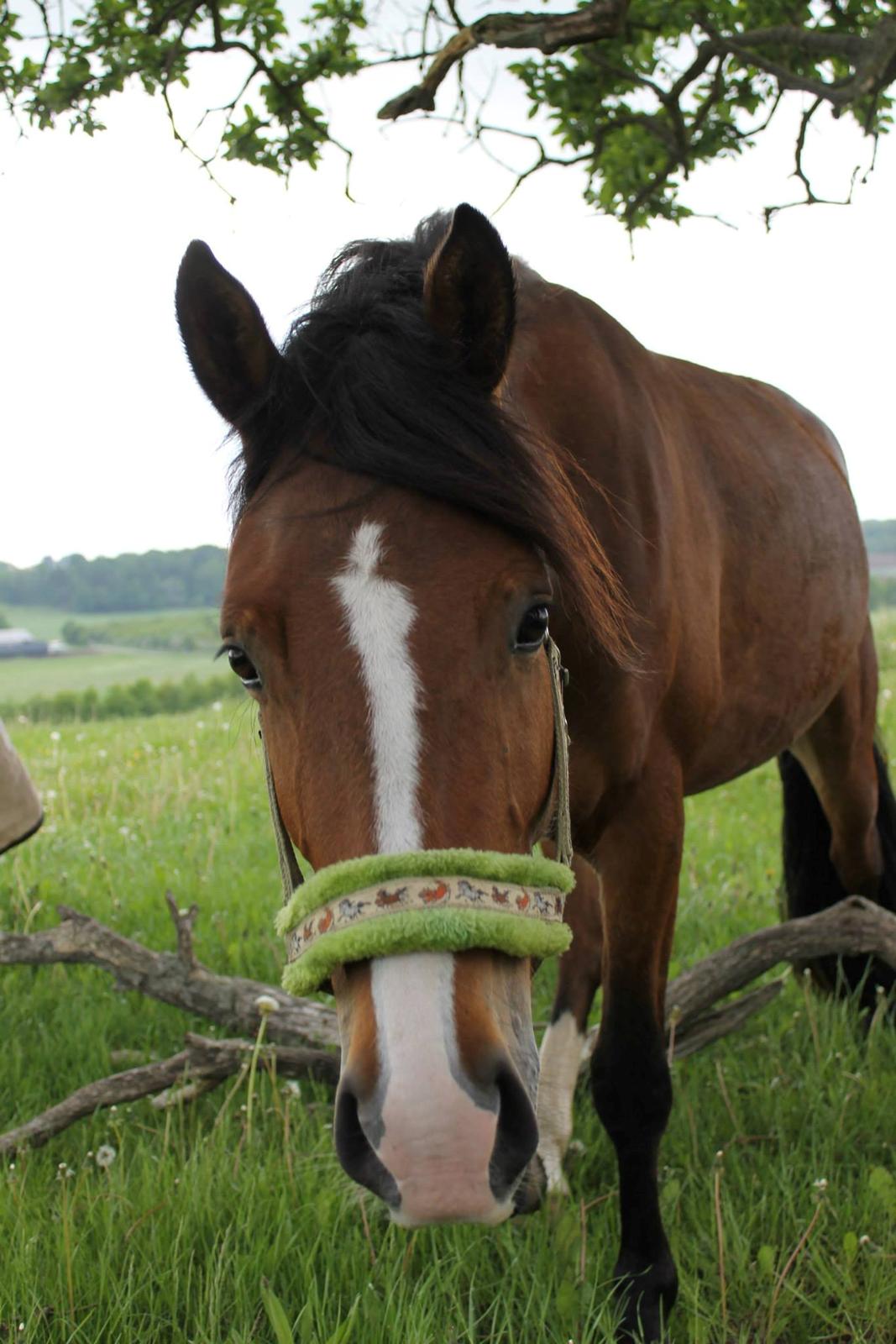 Anden særlig race Cassiopeia - Cassie på fold <3 billede 9