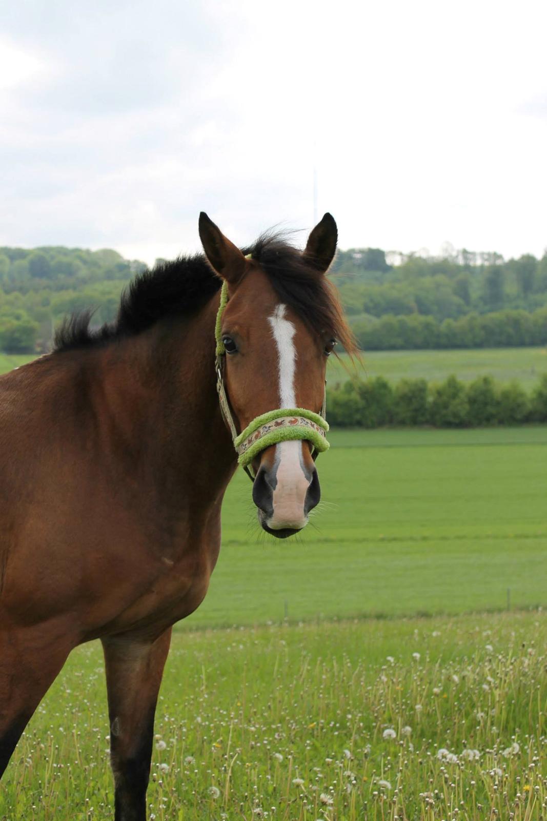 Anden særlig race Cassiopeia - Cassie på fold <3 billede 7