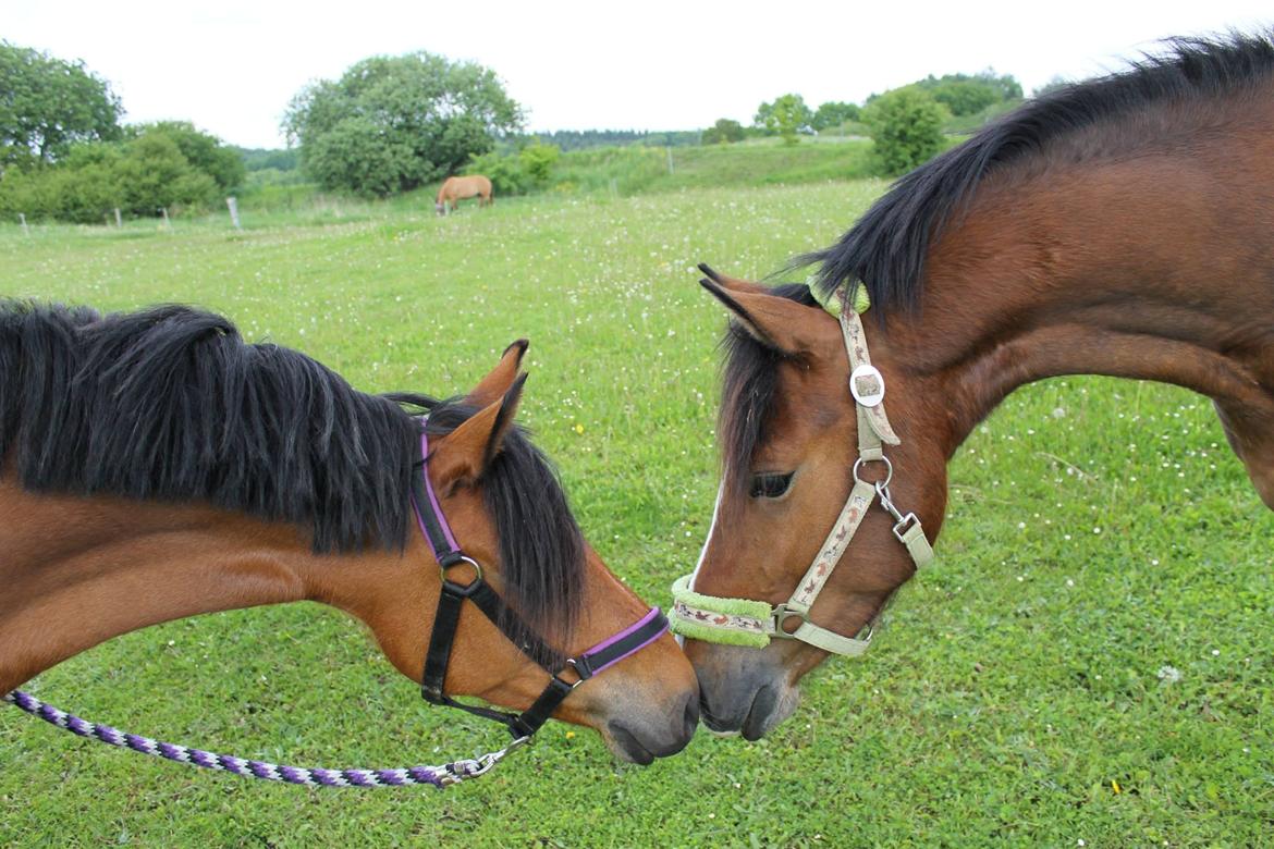 Anden særlig race Cassiopeia - Cassie og Affair <3 billede 10
