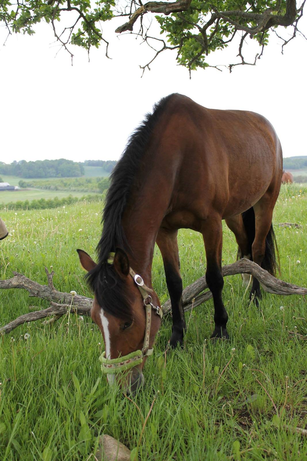 Anden særlig race Cassiopeia - Cassie på fold <3 billede 8