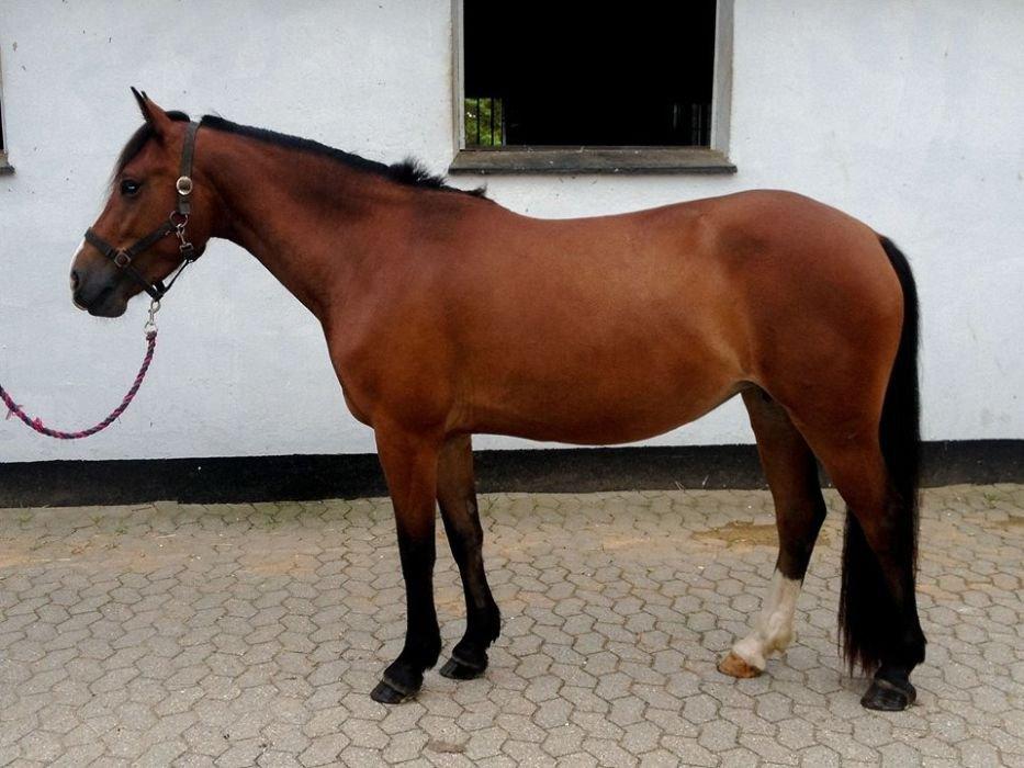 Anden særlig race Cassiopeia - Cassie efter 6 måneders opfedning <3 billede 1